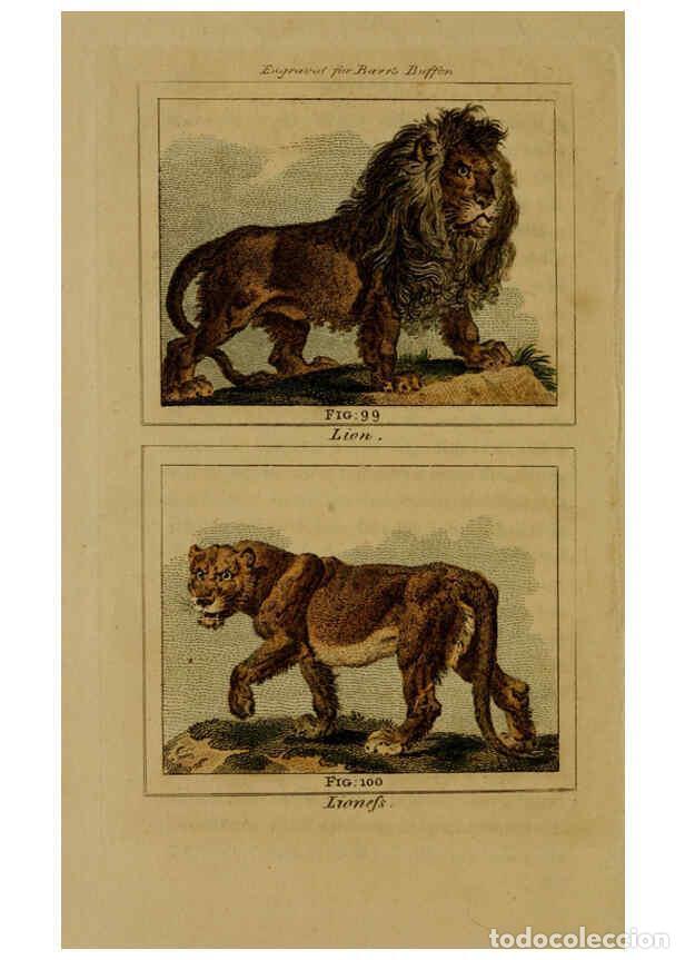 Collezionismo di Riviste e Giornali: Reproducci&oacute;n/Reproduction 6305808067: Buffon's Natural history. v.6. London:Printed for the Propriet