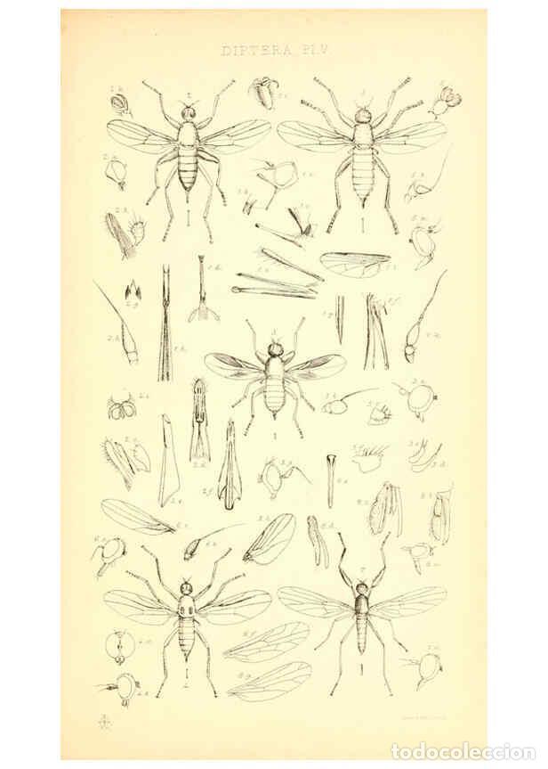 Collezionismo di Riviste e Giornali: Reproducci&oacute;n/Reproduction 6305905601: Insecta Britanica : Diptera. v.1. London :Reeve and Benham,185
