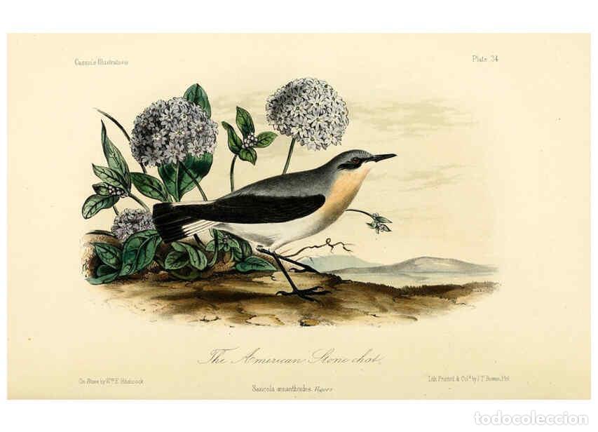 Collezionismo di Riviste e Giornali: Reproducci&oacute;n/Reproduction 6306538770: Illustrations of the birds of California, Texas, Oregon, Briti