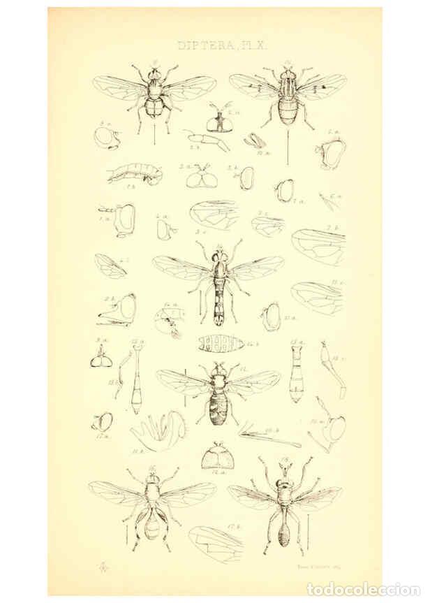 Collezionismo di Riviste e Giornali: Reproducci&oacute;n/Reproduction 6306430196: Insecta Britanica : Diptera. v.1. London :Reeve and Benham,185