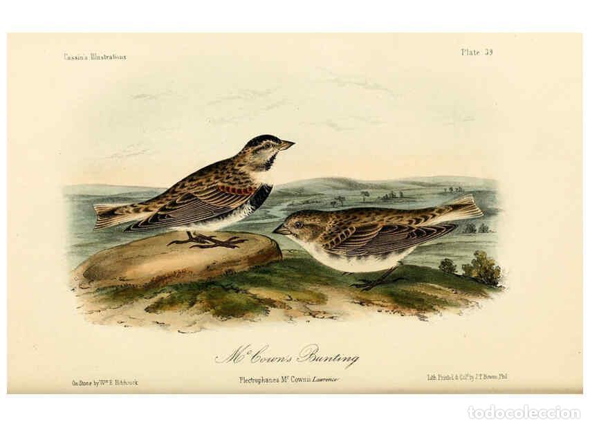 Collezionismo di Riviste e Giornali: Reproducci&oacute;n/Reproduction 6306540062: Illustrations of the birds of California, Texas, Oregon, Briti