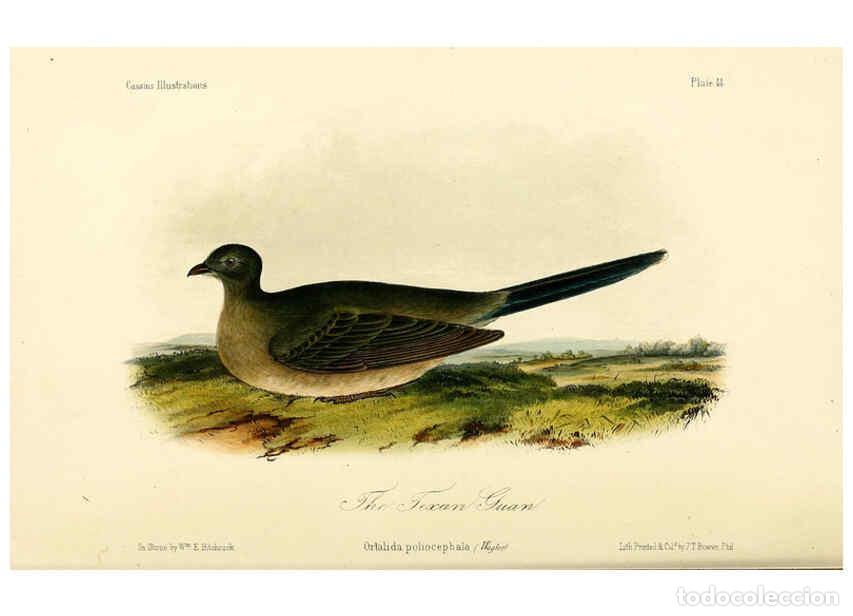 Collezionismo di Riviste e Giornali: Reproducci&oacute;n/Reproduction 6306017587: Illustrations of the birds of California, Texas, Oregon, Briti