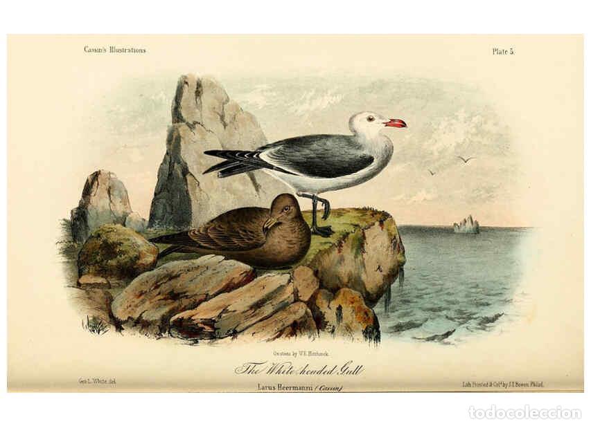 Collezionismo di Riviste e Giornali: Reproducci&oacute;n/Reproduction 6306530264: Illustrations of the birds of California, Texas, Oregon, Briti