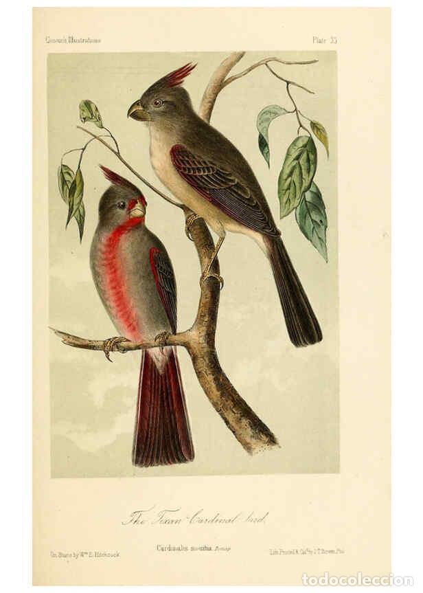 Collezionismo di Riviste e Giornali: Reproducci&oacute;n/Reproduction 6306538500: Illustrations of the birds of California, Texas, Oregon, Briti