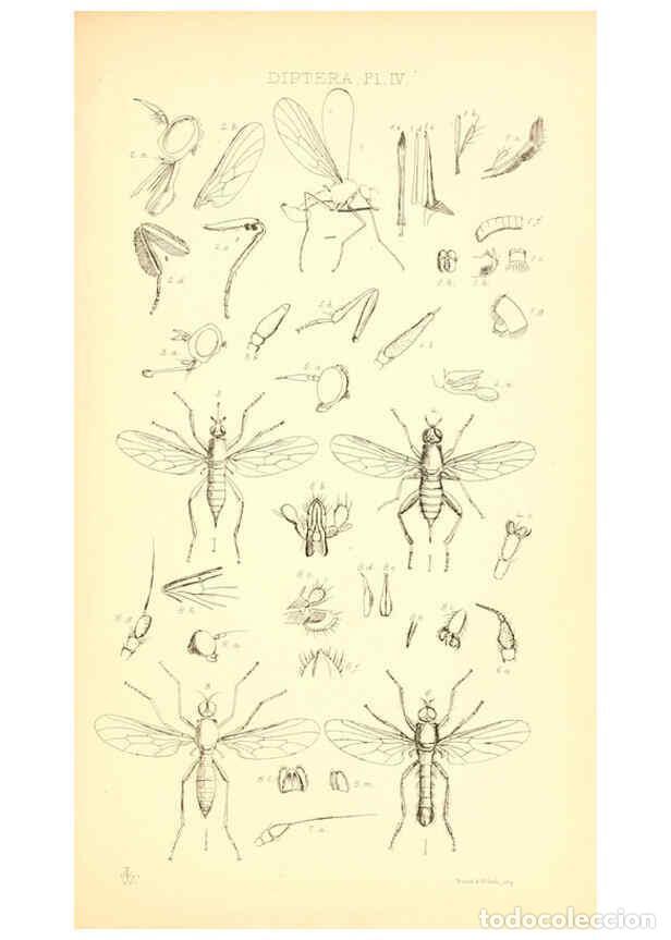 Collezionismo di Riviste e Giornali: Reproducci&oacute;n/Reproduction 6305905379: Insecta Britanica : Diptera. v.1. London :Reeve and Benham,185