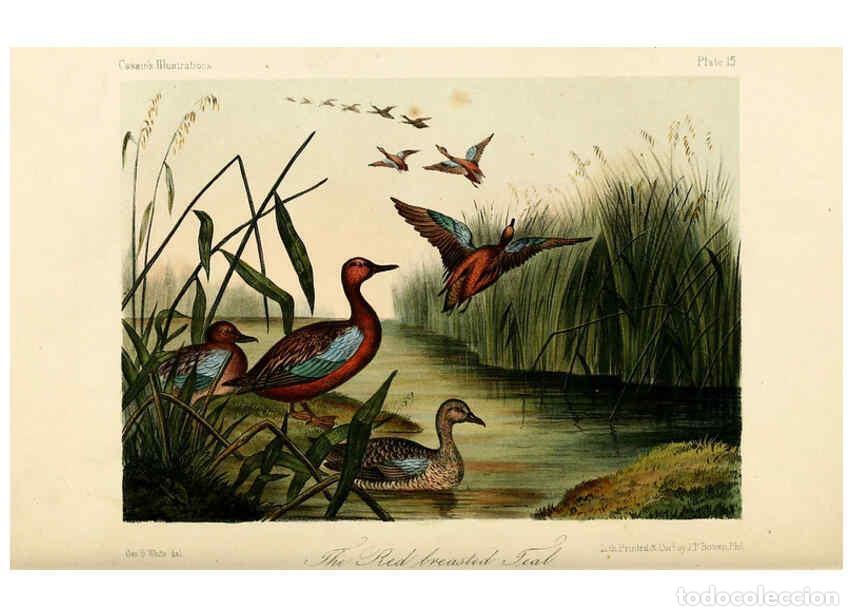 Collezionismo di Riviste e Giornali: Reproducci&oacute;n/Reproduction 6306533018: Illustrations of the birds of California, Texas, Oregon, Briti