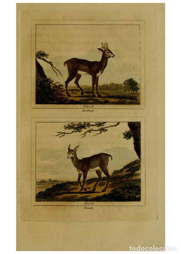 Collezionismo di Riviste e Giornali: Reproducci&oacute;n/Reproduction 6306327804: Buffon's Natural history. v.6. London:Printed for the Propriet
