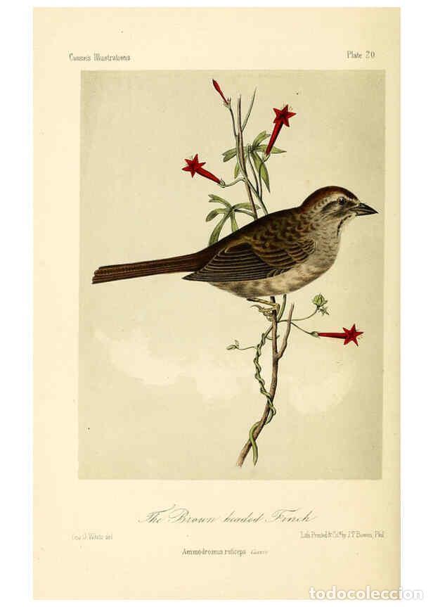 Collezionismo di Riviste e Giornali: Reproducci&oacute;n/Reproduction 6306010855: Illustrations of the birds of California, Texas, Oregon, Briti