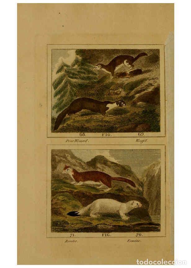 Collezionismo di Riviste e Giornali: Reproducci&oacute;n/Reproduction 6305805521: Buffon's Natural history. v.6. London:Printed for the Propriet