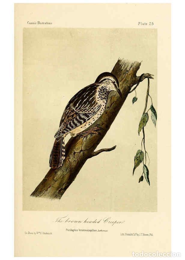 Collezionismo di Riviste e Giornali: Reproducci&oacute;n/Reproduction 6306535918: Illustrations of the birds of California, Texas, Oregon, Briti