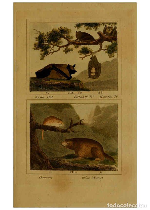 Collezionismo di Riviste e Giornali: Reproducci&oacute;n/Reproduction 6306330506: Buffon's Natural history. v.6. London:Printed for the Propriet