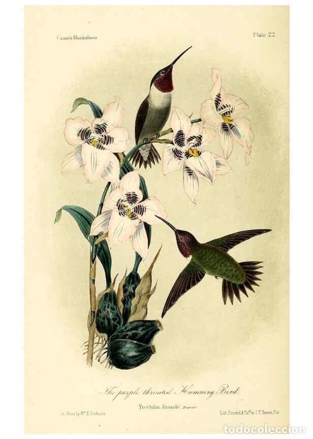 Collezionismo di Riviste e Giornali: Reproducci&oacute;n/Reproduction 6306535052: Illustrations of the birds of California, Texas, Oregon, Briti