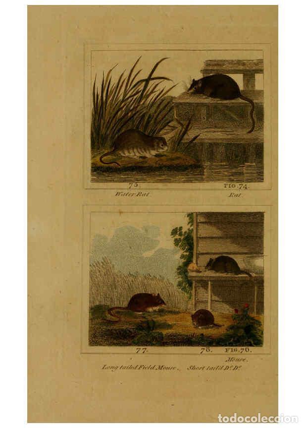 Collezionismo di Riviste e Giornali: Reproducci&oacute;n/Reproduction 6305806031: Buffon's Natural history. v.6. London:Printed for the Propriet