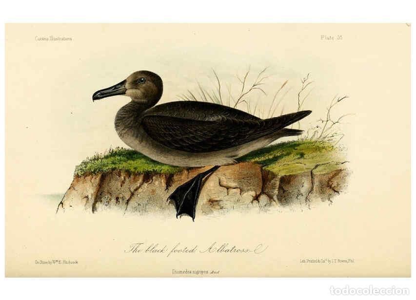 Collezionismo di Riviste e Giornali: Reproducci&oacute;n/Reproduction 6306015499: Illustrations of the birds of California, Texas, Oregon, Briti