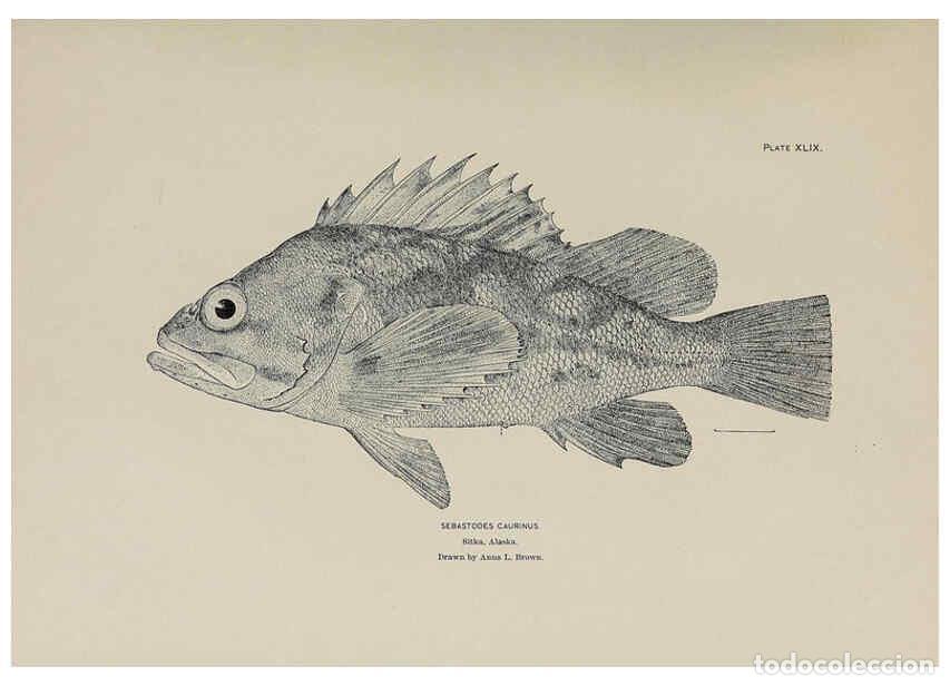 Collezionismo di Riviste e Giornali: Reproducci&oacute;n/Reproduction 6306165872: The fur seals and fur-seal islands of the North Pacific Ocean.