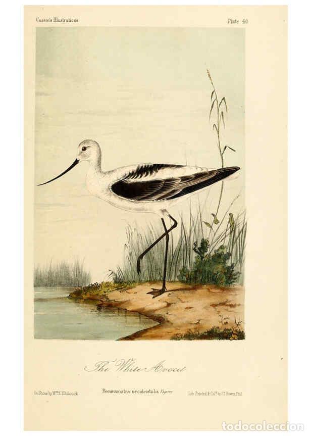 Collezionismo di Riviste e Giornali: Reproducci&oacute;n/Reproduction 6306540288: Illustrations of the birds of California, Texas, Oregon, Briti