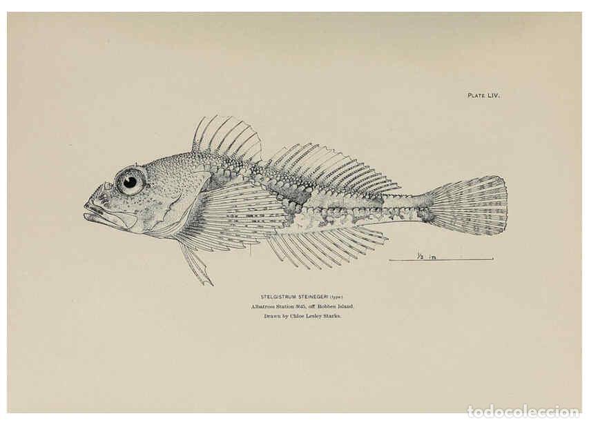 Collezionismo di Riviste e Giornali: Reproducci&oacute;n/Reproduction 6306166800: The fur seals and fur-seal islands of the North Pacific Ocean.