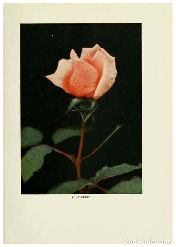 Collectionnisme de Revues et Journaux: Reproducci&oacute;n/Reproduction 6308657987: The practical book of outdoor rose growing for the home garden