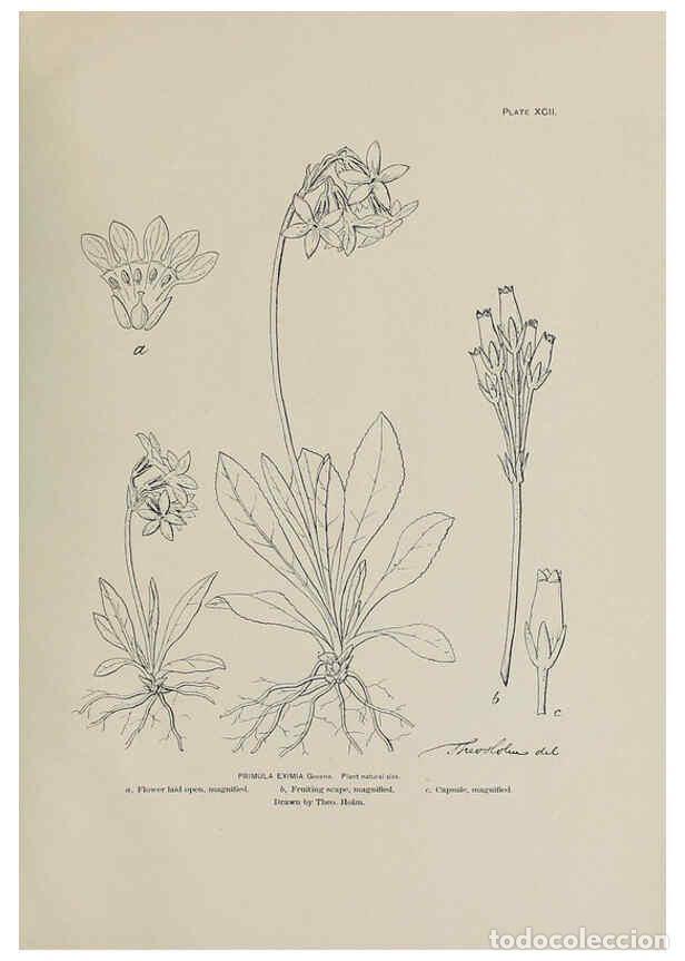 Collectionnisme de Revues et Journaux: Reproducci&oacute;n/Reproduction 6306174372: The fur seals and fur-seal islands of the North Pacific Ocean.