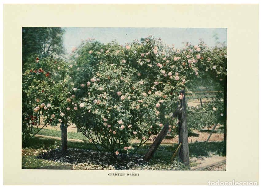 Collectionnisme de Revues et Journaux: Reproducci&oacute;n/Reproduction 6309179628: The practical book of outdoor rose growing for the home garden