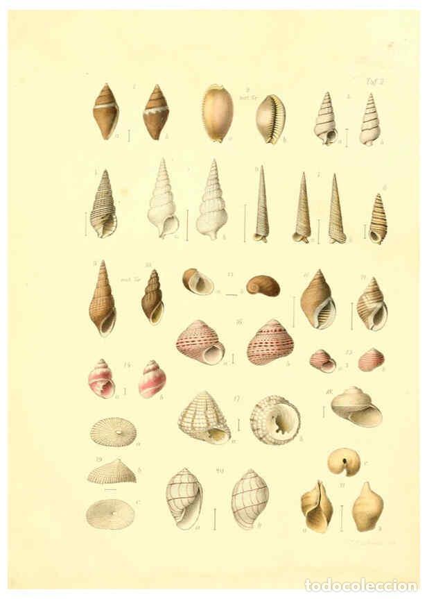 Collectionnisme de Revues et Journaux: Reproducci&oacute;n/Reproduction 6306244040: Donum Bismarckianum Berlin,F. Berggold,1871 - Eduard von Marte