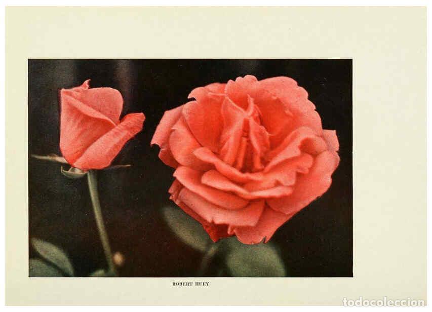 Collectionnisme de Revues et Journaux: Reproducci&oacute;n/Reproduction 6308655971: The practical book of outdoor rose growing for the home garden