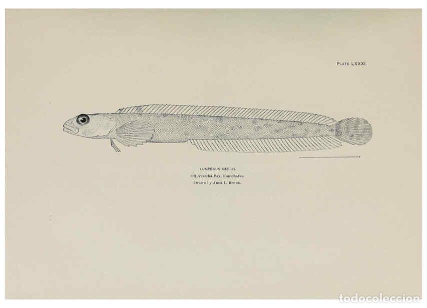 Collectionnisme de Revues et Journaux: Reproducci&oacute;n/Reproduction 6306172184: The fur seals and fur-seal islands of the North Pacific Ocean.