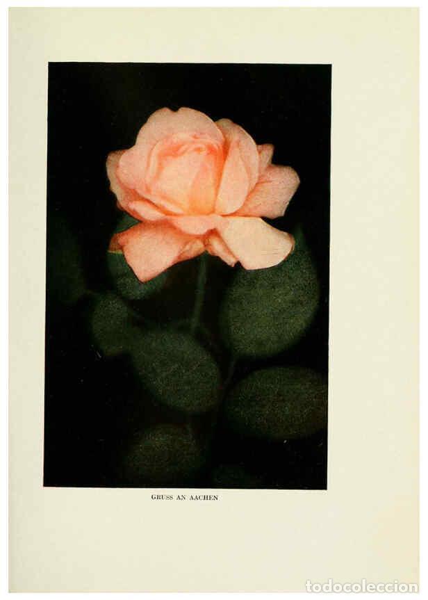 Collectionnisme de Revues et Journaux: Reproducci&oacute;n/Reproduction 6309175286: The practical book of outdoor rose growing for the home garden