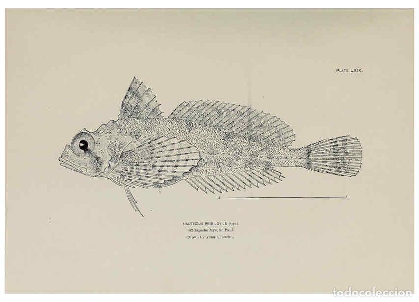 Collectionnisme de Revues et Journaux: Reproducci&oacute;n/Reproduction 6305646611: The fur seals and fur-seal islands of the North Pacific Ocean.