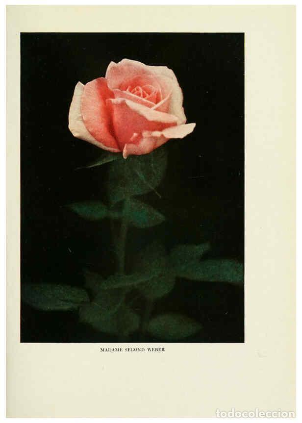 Collectionnisme de Revues et Journaux: Reproducci&oacute;n/Reproduction 6308654951: The practical book of outdoor rose growing for the home garden