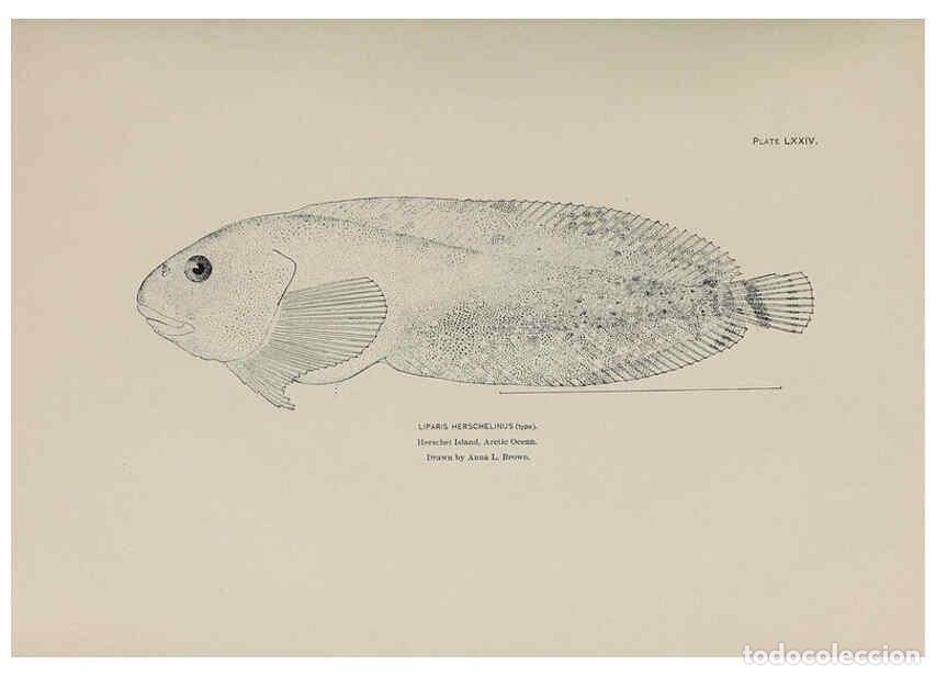 Collectionnisme de Revues et Journaux: Reproducci&oacute;n/Reproduction 6305647531: The fur seals and fur-seal islands of the North Pacific Ocean.