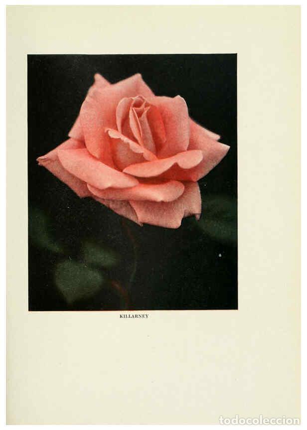 Collectionnisme de Revues et Journaux: Reproducci&oacute;n/Reproduction 6308655695: The practical book of outdoor rose growing for the home garden