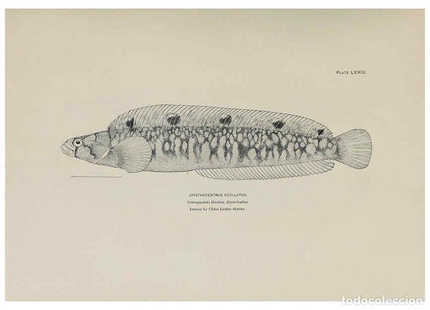 Collectionnisme de Revues et Journaux: Reproducci&oacute;n/Reproduction 6306171786: The fur seals and fur-seal islands of the North Pacific Ocean.