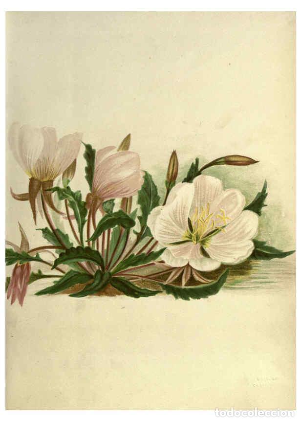 Collectionnisme de Revues et Journaux: Reproducci&oacute;n/Reproduction 6308513049: Wild flowers of the Pacific coast New York :Cassell & company,