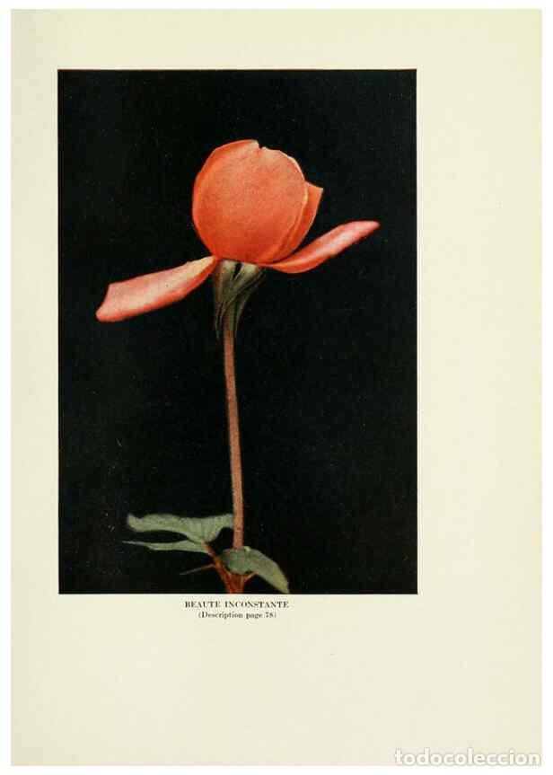 Collectionnisme de Revues et Journaux: Reproducci&oacute;n/Reproduction 6308663387: The practical book of outdoor rose growing for the home garden