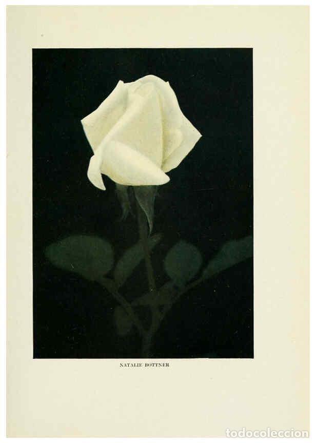 Collectionnisme de Revues et Journaux: Reproducci&oacute;n/Reproduction 6308657377: The practical book of outdoor rose growing for the home garden