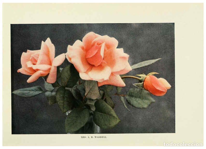 Collectionnisme de Revues et Journaux: Reproducci&oacute;n/Reproduction 6309179054: The practical book of outdoor rose growing for the home garden