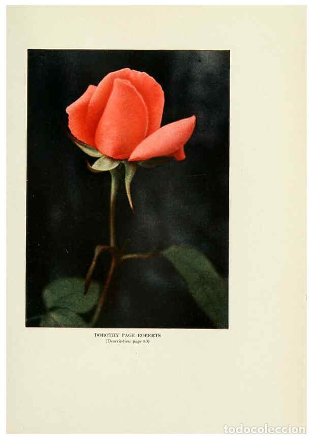 Collectionnisme de Revues et Journaux: Reproducci&oacute;n/Reproduction 6309185004: The practical book of outdoor rose growing for the home garden