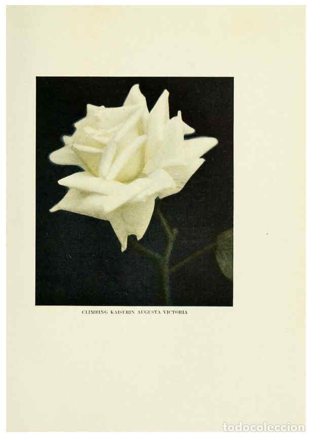 Collectionnisme de Revues et Journaux: Reproducci&oacute;n/Reproduction 6308658857: The practical book of outdoor rose growing for the home garden