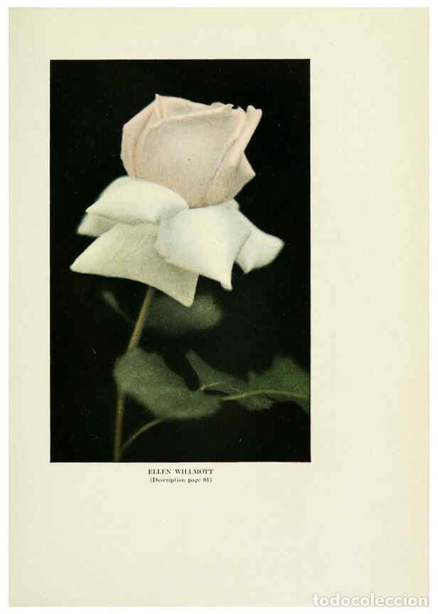 Collectionnisme de Revues et Journaux: Reproducci&oacute;n/Reproduction 6309185856: The practical book of outdoor rose growing for the home garden