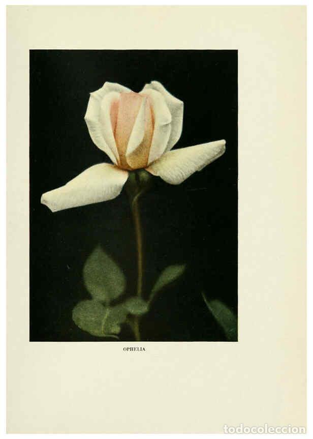 Collectionnisme de Revues et Journaux: Reproducci&oacute;n/Reproduction 6309174664: The practical book of outdoor rose growing for the home garden