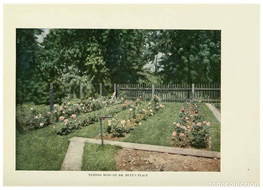 Collectionnisme de Revues et Journaux: Reproducci&oacute;n/Reproduction 6308659585: The practical book of outdoor rose growing for the home garden