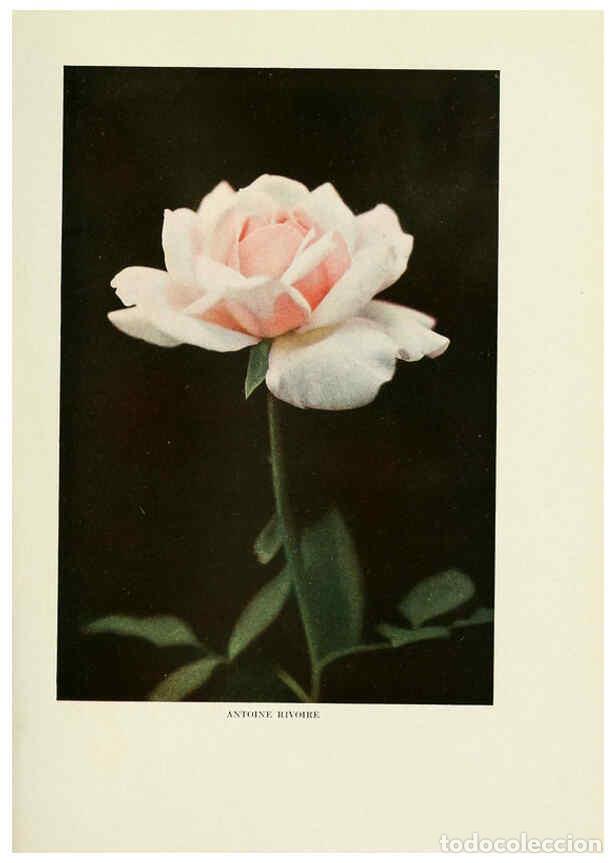 Collectionnisme de Revues et Journaux: Reproducci&oacute;n/Reproduction 6308654403: The practical book of outdoor rose growing for the home garden