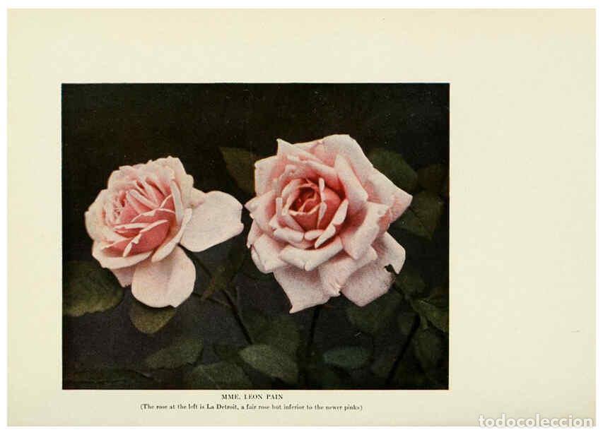 Collectionnisme de Revues et Journaux: Reproducci&oacute;n/Reproduction 6309176150: The practical book of outdoor rose growing for the home garden