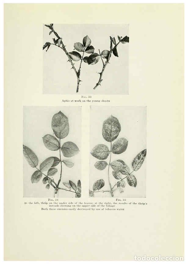 Collectionnisme de Revues et Journaux: Reproducci&oacute;n/Reproduction 6309182220: The practical book of outdoor rose growing for the home garden