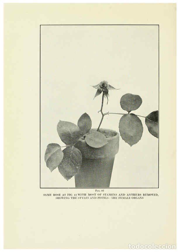 Collectionnisme de Revues et Journaux: Reproducci&oacute;n/Reproduction 6308662151: The practical book of outdoor rose growing for the home garden