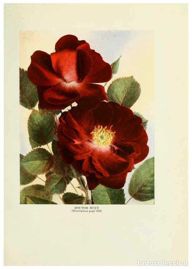Collectionnisme de Revues et Journaux: Reproducci&oacute;n/Reproduction 6309183724: The practical book of outdoor rose growing for the home garden