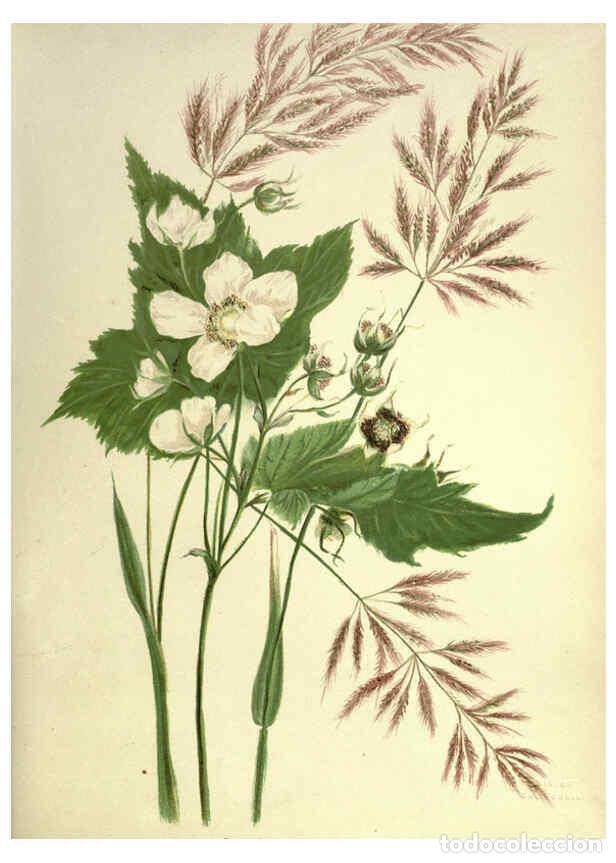 Collectionnisme de Revues et Journaux: Reproducci&oacute;n/Reproduction 6308520287: Wild flowers of the Pacific coast New York :Cassell & company,