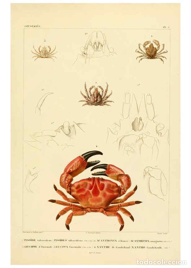 Colecionismo de Revistas e Jornais: Reproducci&oacute;n/Reproduction 6303237982: Voyage dans l'Am&eacute;rique M&eacute;ridionale. v.9. Paris :Pitois-Levraul