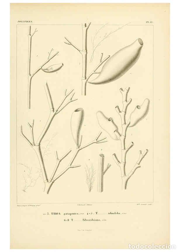 Colecionismo de Revistas e Jornais: Reproducci&oacute;n/Reproduction 6303234508: Voyage dans l'Am&eacute;rique M&eacute;ridionale. v.9. Paris :Pitois-Levraul